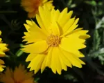 Lance-leaved Coreopsis (Coreopsis lanceolata) care guide