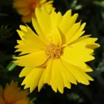 Lance-leaved Coreopsis (Coreopsis lanceolata) – plant photo