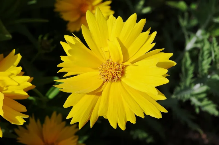 Coreopsis lanceolata