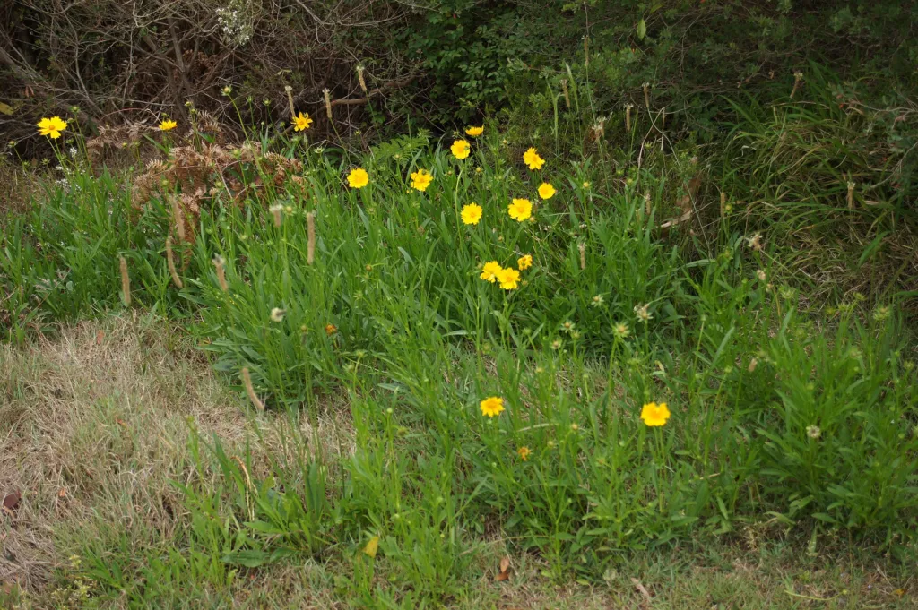 Lance-leaved Coreopsis (Coreopsis lanceolata) – leaves and shoots, plant photo