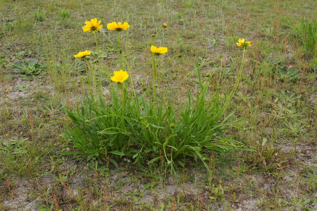 Lance-leaved Coreopsis (Coreopsis lanceolata) – leaves and shoots, plant photo