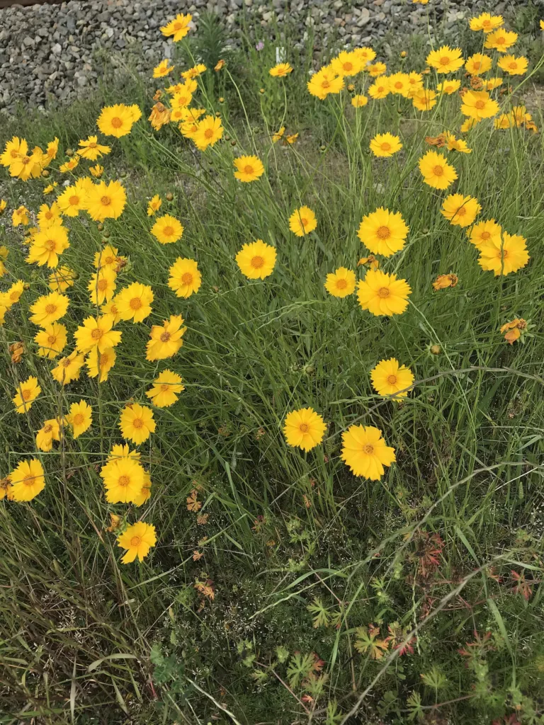 Lance-leaved Coreopsis (Coreopsis lanceolata) – flowers in close-up, plant photo