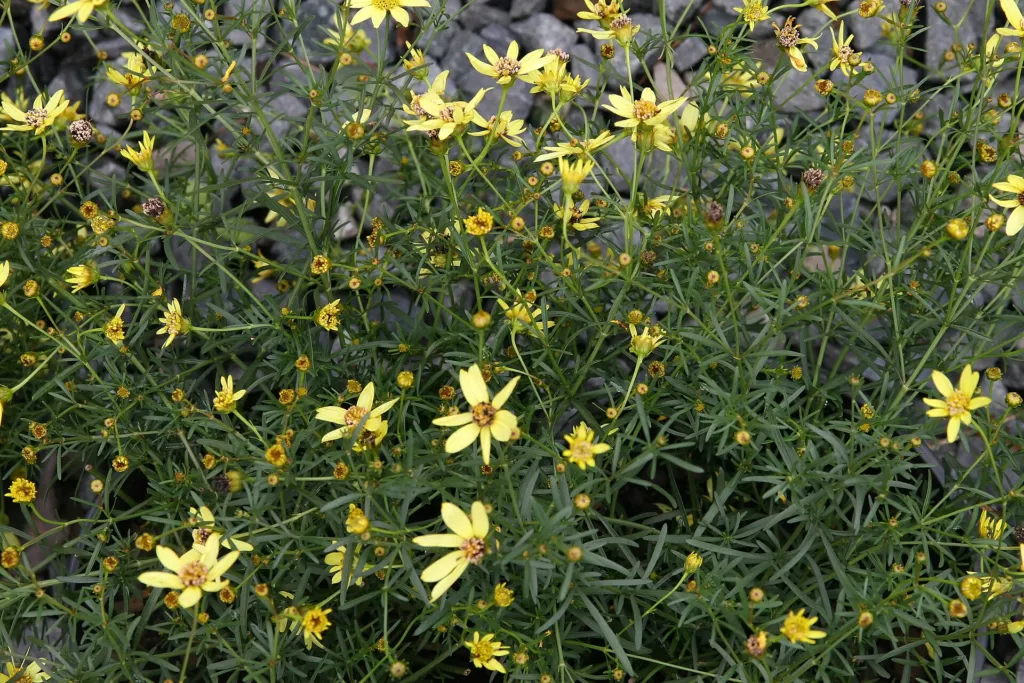 Coreopsis ‘Moonbeam’ (Coreopsis 'Moonbeam') – in a garden setting, plant photo