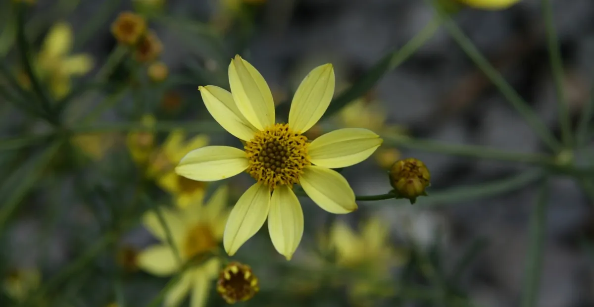 Coreopsis 'Moonbeam' – plant photo
