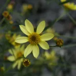 Coreopsis ‘Moonbeam’ (Coreopsis 'Moonbeam') – plant photo