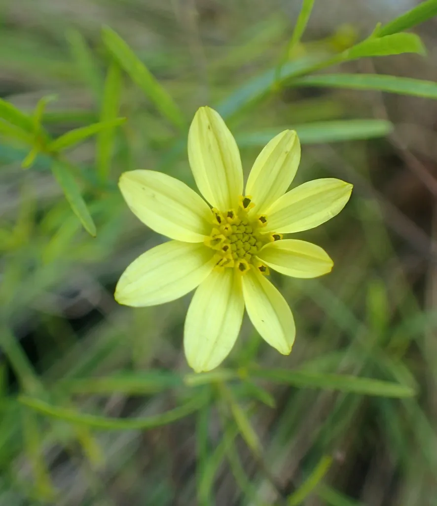Coreopsis ‘Moonbeam’ (Coreopsis 'Moonbeam') – in a garden setting, plant photo