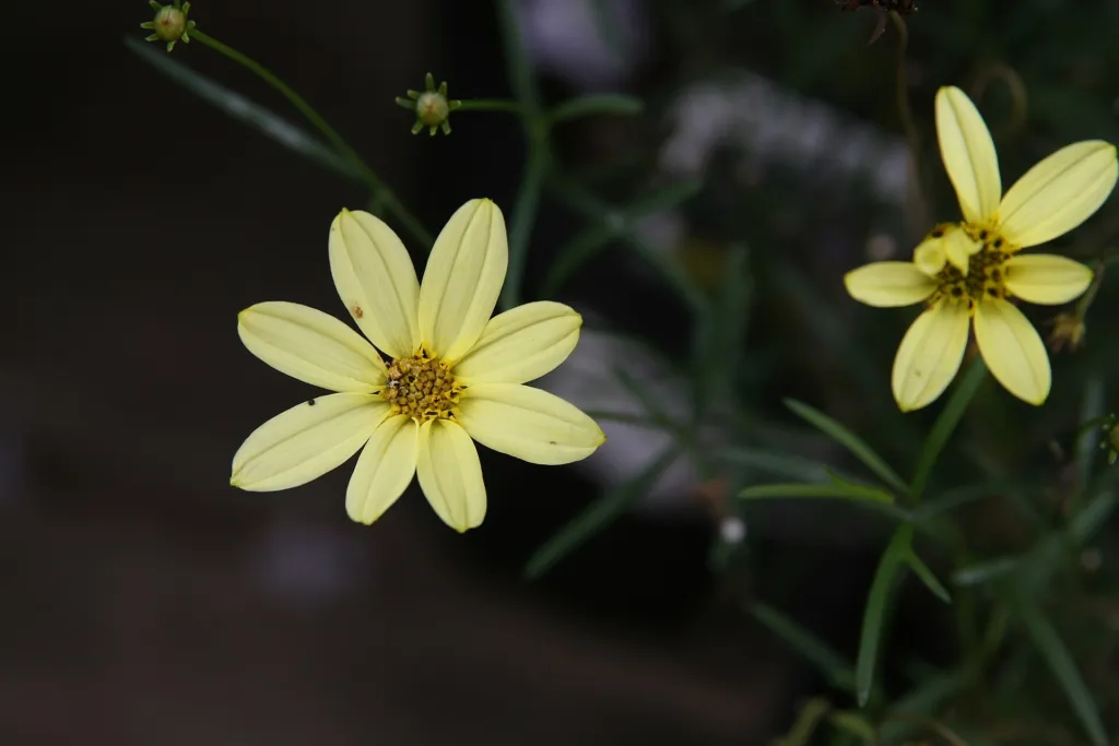Coreopsis ‘Moonbeam’ (Coreopsis 'Moonbeam') – characteristic appearance, plant photo