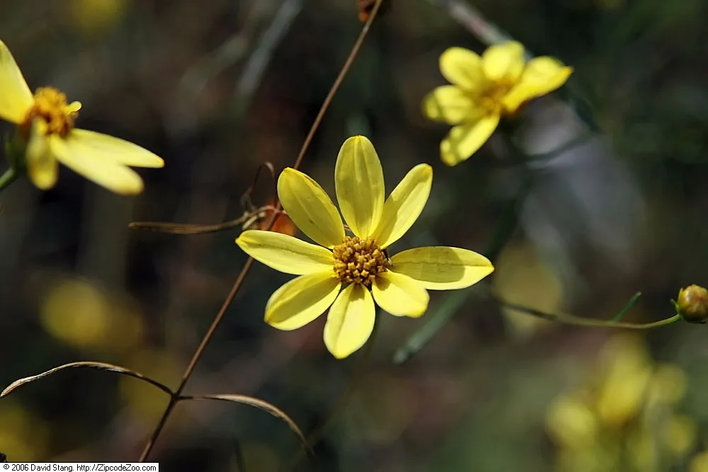 Coreopsis ‘Moonbeam’ (Coreopsis 'Moonbeam') – in a garden setting, plant photo