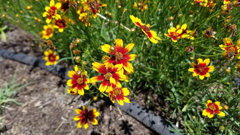 Coreopsis ‘Red Satin’ (Coreopsis 'Red Satin') – characteristic appearance, plant photo