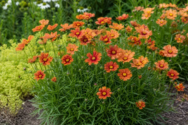 Coreopsis 'Sienna Sunset'