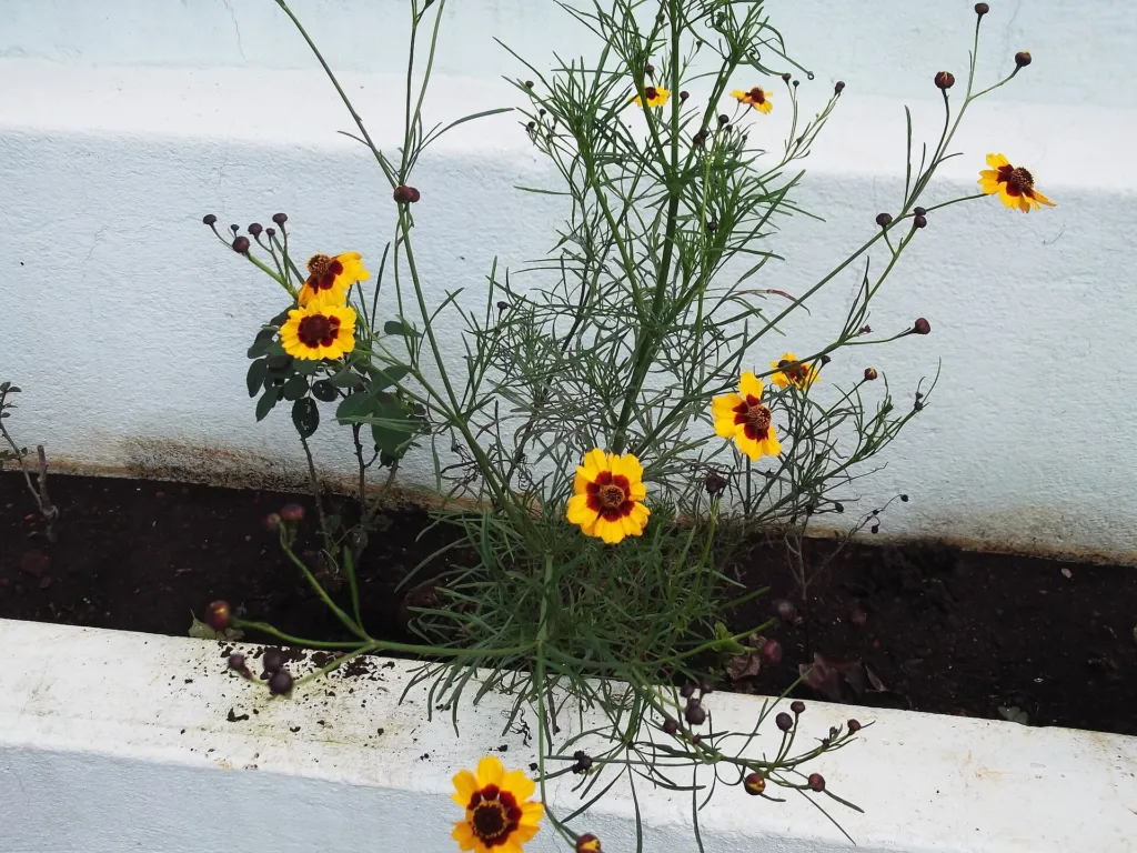 plains coreopsis (Coreopsis tinctoria) – flowers in close-up, plant photo