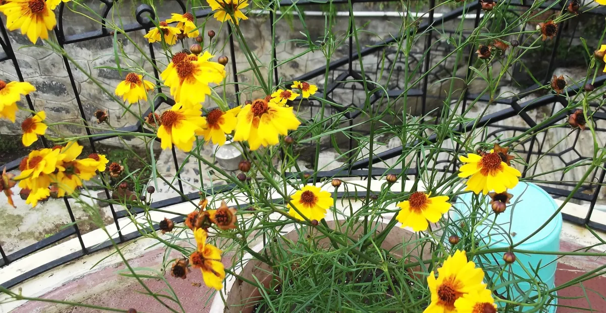plains coreopsis (Coreopsis tinctoria) – plant photo