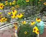 Plains coreopsis (Coreopsis tinctoria) care guide