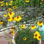 plains coreopsis (Coreopsis tinctoria) – plant photo