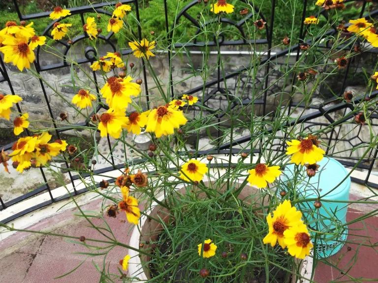 Coreopsis tinctoria