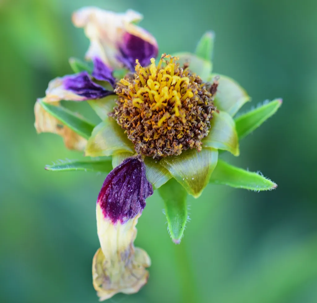 plains coreopsis (Coreopsis tinctoria) – flowers in close-up, plant photo