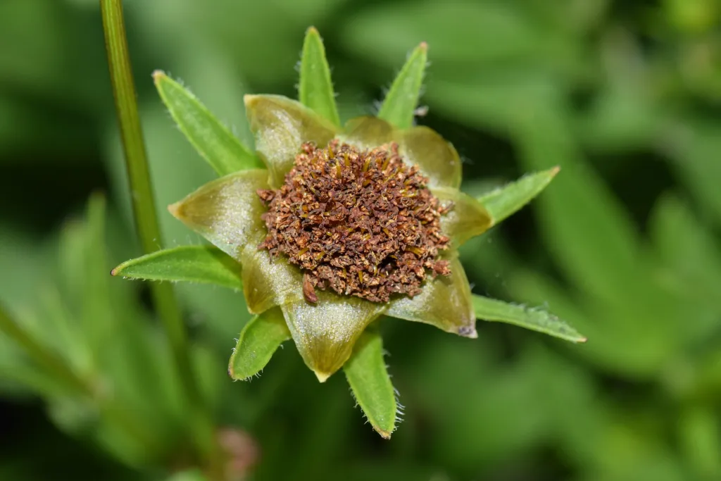 plains coreopsis (Coreopsis tinctoria) – flowers in close-up, plant photo