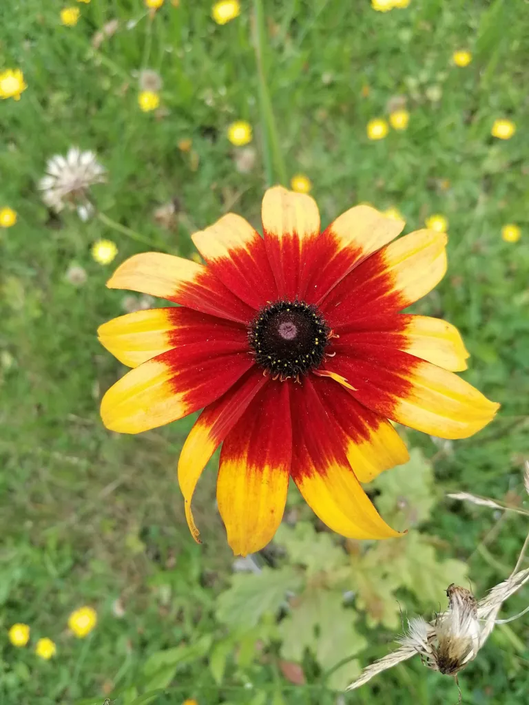 plains coreopsis (Coreopsis tinctoria) – in a garden setting, plant photo