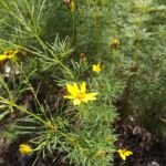 Coreopsis verticillata – (Coreopsis verticillata) – Pflanzenfoto