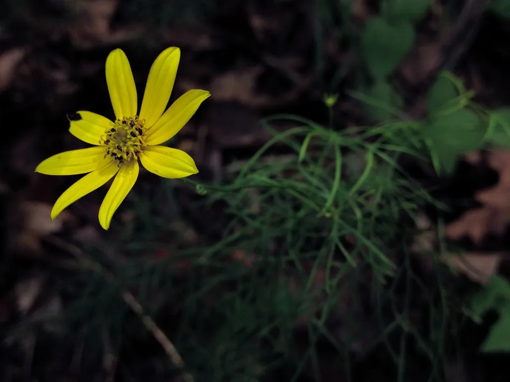 Whorled Coreopsis (Coreopsis verticillata) – flowers in close-up, plant photo