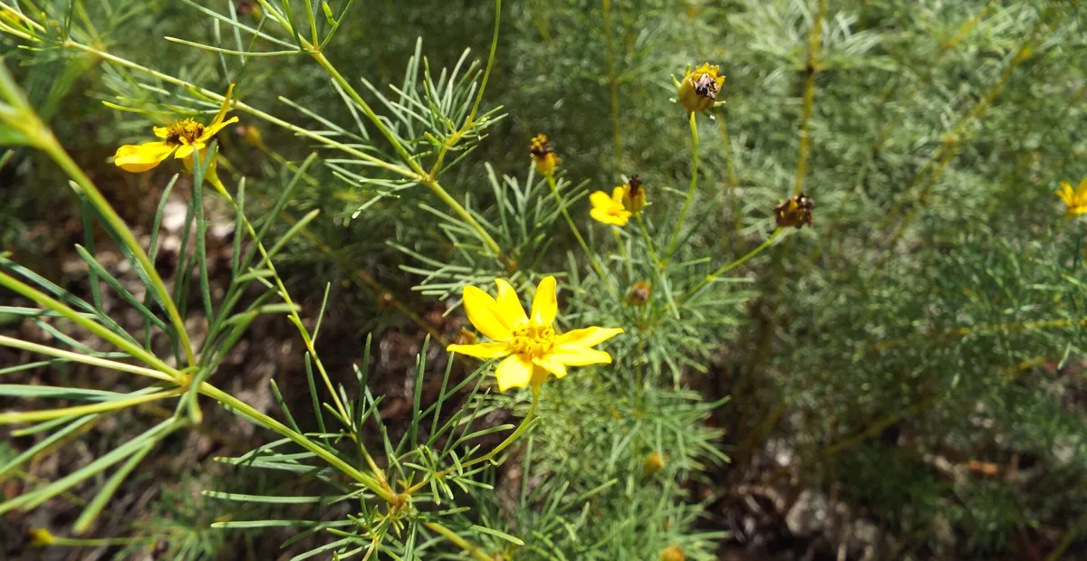 Whorled Coreopsis (Coreopsis verticillata) – plant photo