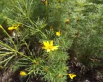 Whorled Coreopsis (Coreopsis verticillata) care guide