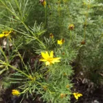 Whorled Coreopsis (Coreopsis verticillata) – plant photo