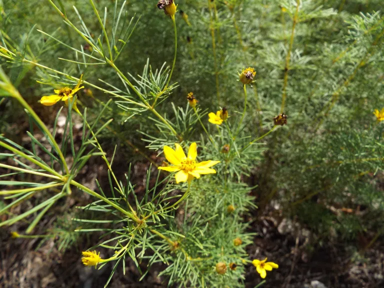 Coreopsis verticillata