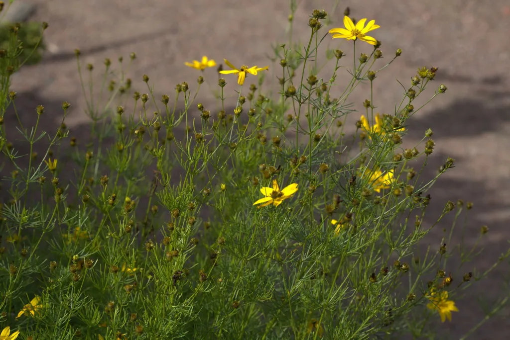 Whorled Coreopsis (Coreopsis verticillata) – in a garden setting, plant photo