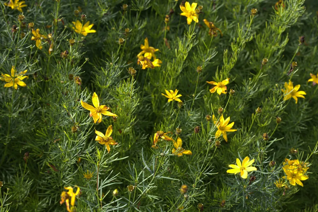 Whorled Coreopsis (Coreopsis verticillata) – in a garden setting, plant photo