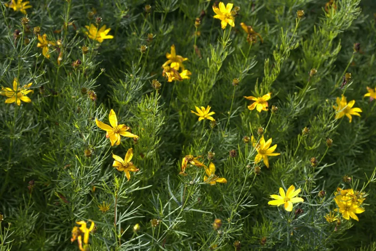 Whorled Coreopsis (Coreopsis verticillata) – in a garden setting, plant photo
