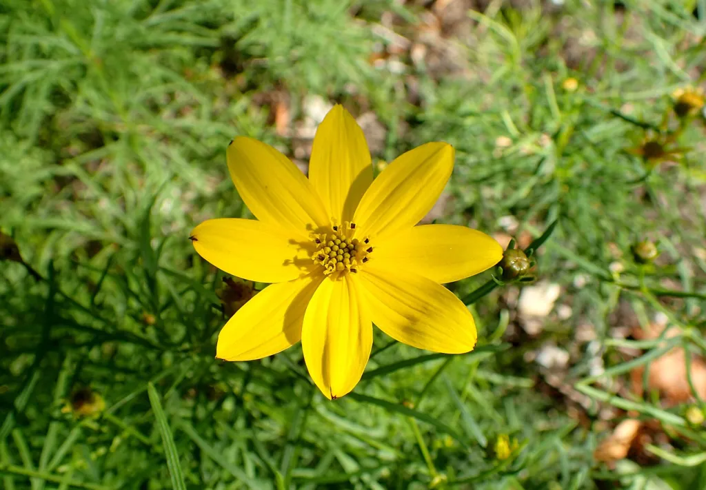 Whorled Coreopsis (Coreopsis verticillata) – in a garden setting, plant photo