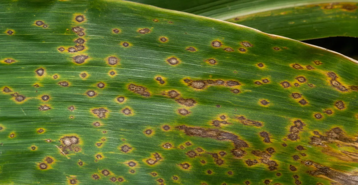Corn eyespot