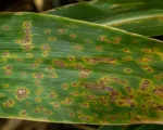 Corn eyespot