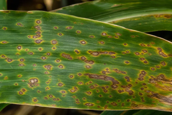 Corn eyespot