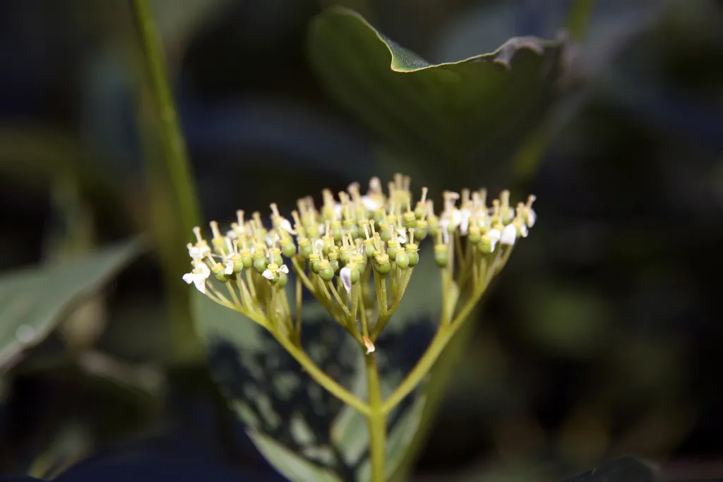 drieň biely (Cornus alba) – typický vzhľad, fotografia rastliny