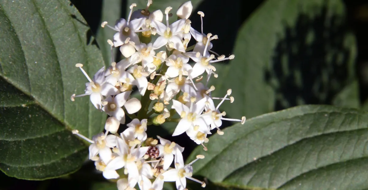 White Dogwood (Cornus alba) – plant photo