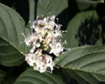 White Dogwood (Cornus alba) care guide