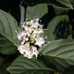 White Dogwood (Cornus alba) – plant photo