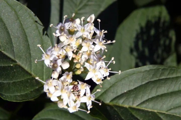 Cornus alba
