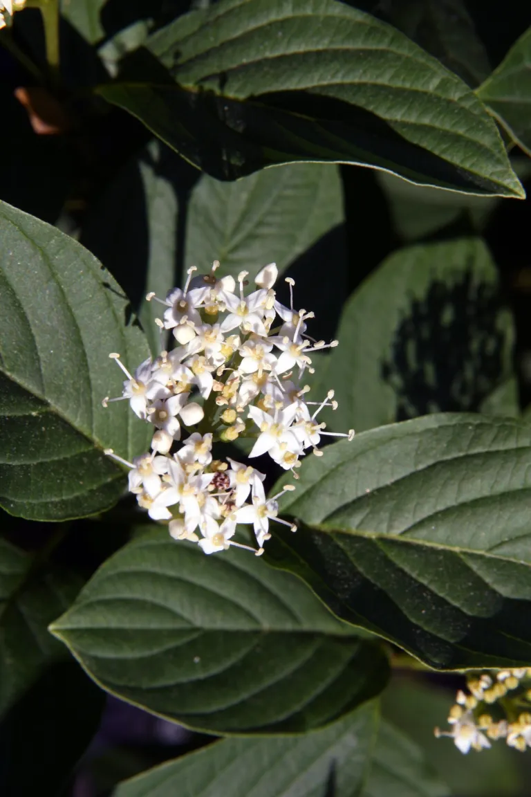 Cornus alba