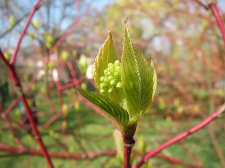 White Dogwood (Cornus alba) – characteristic appearance, plant photo