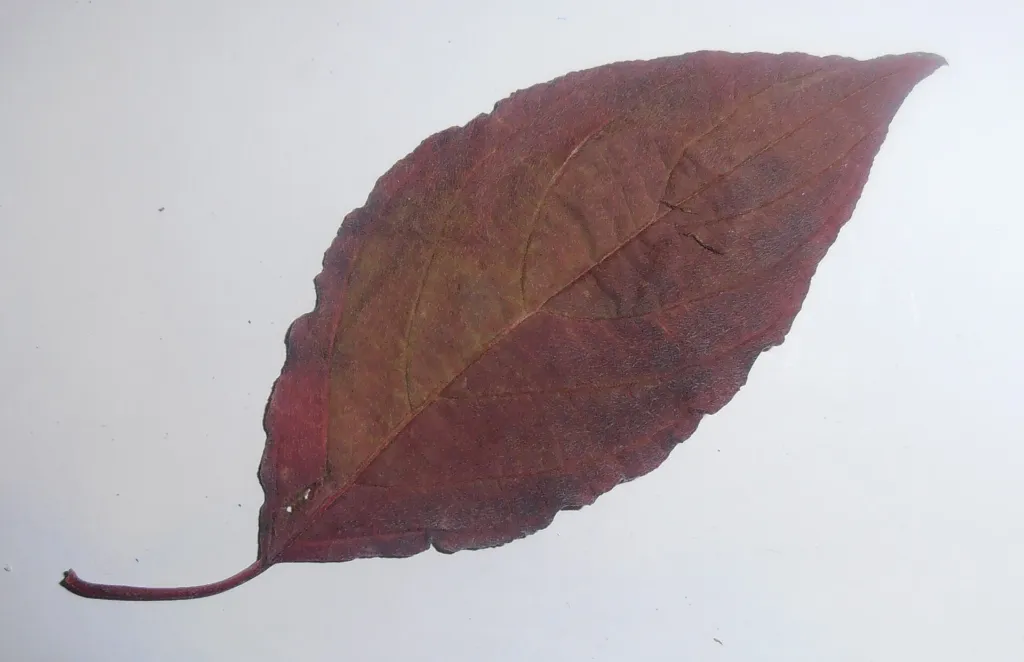 drieň biely (Cornus alba) – typický vzhľad, fotografia rastliny
