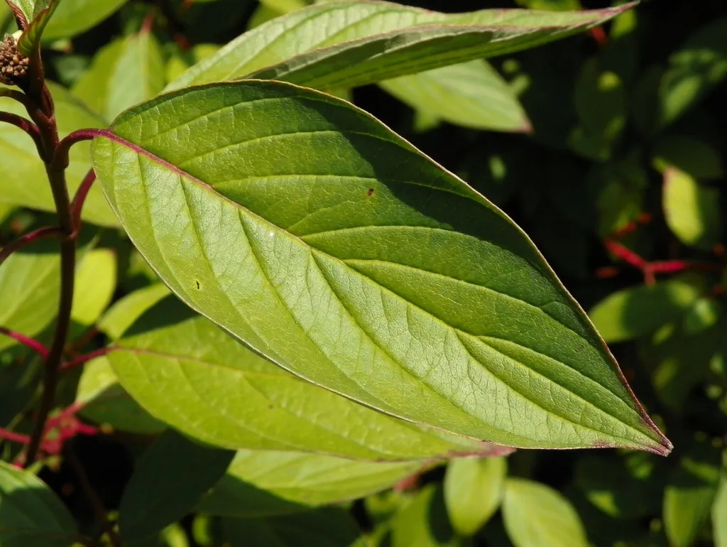 drieň biely (Cornus alba) – v prirodzenom prostredí, fotografia rastliny
