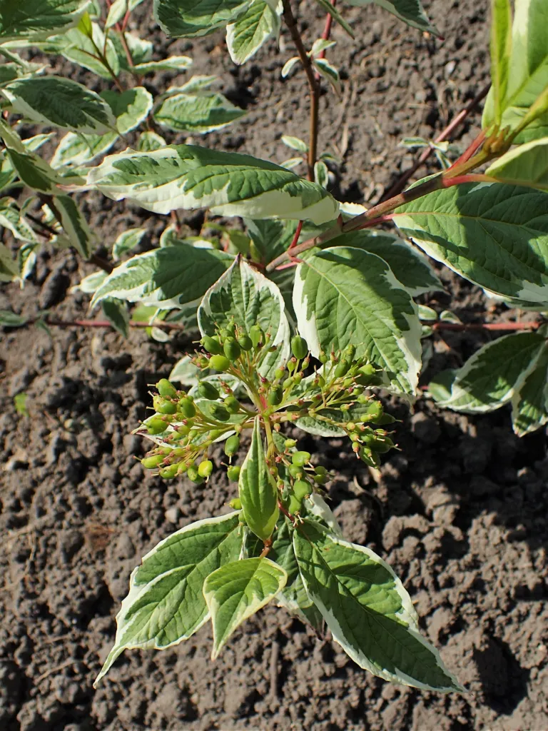 Sibirica (Cornus alba ‘Sibirica’) (Cornus alba 'Sibirica') – in a garden setting