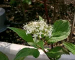 Sibirica (Cornus alba ‘Sibirica’)