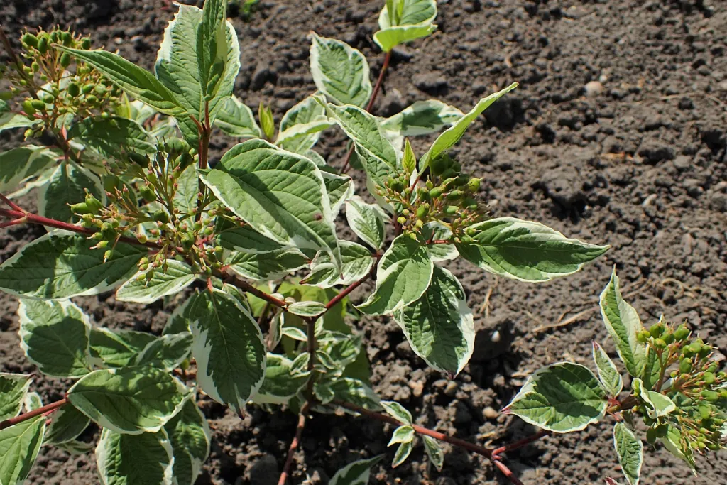 Sibirica (Cornus alba ‘Sibirica’) (Cornus alba 'Sibirica') – in a garden setting