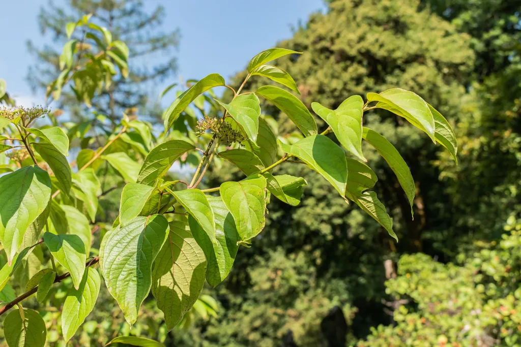 seidenhaariger Hartriegel (Cornus amomum) – im Garten, Pflanzenfoto