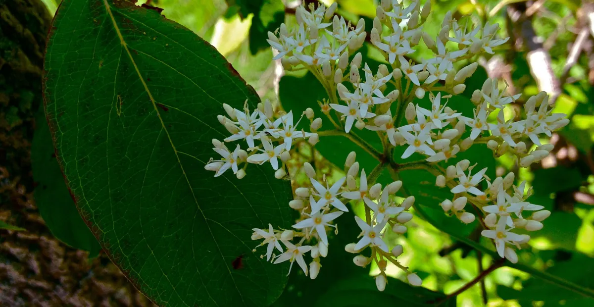 silky dogwood (Cornus amomum) – plant photo