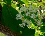 Silky dogwood (Cornus amomum) care guide